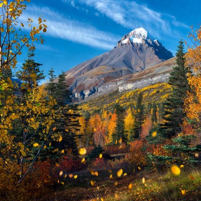 Snowy Mountain with Autumn Foliage