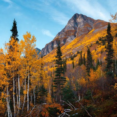 Autumn Mountains with Yellow Trees