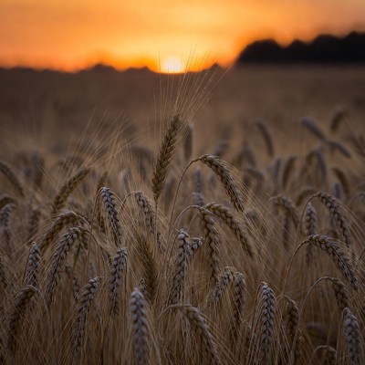 Wheat Field at Sunset