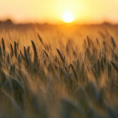 Sunset over wheat field