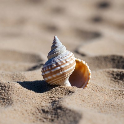 Open seashell on beach sand
