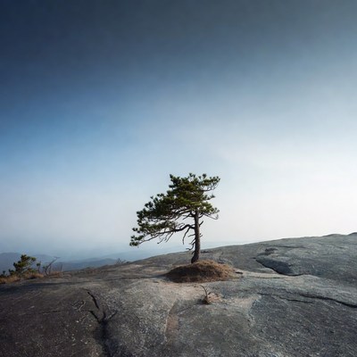 Lonely pine tree on rocky mountain