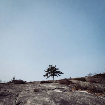 Lone pine tree on rocky hill