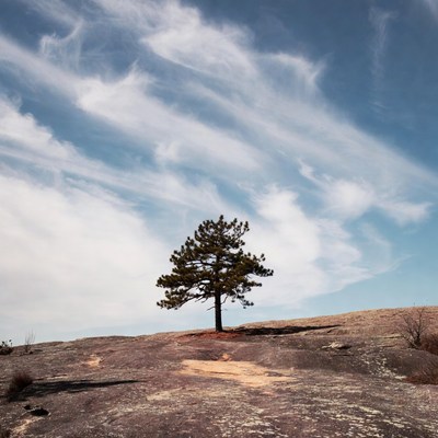 Lone pine tree on rocky hill