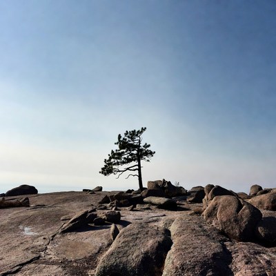 Lone pine tree on rocky mountain