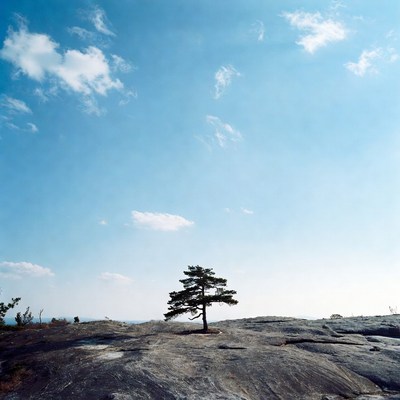 Lone pine tree on rocky hill