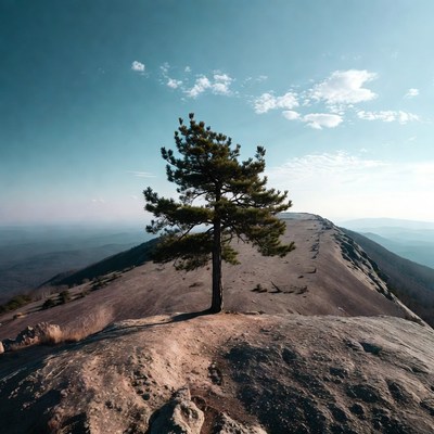 Lone pine tree on mountain summit