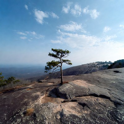 Lone pine tree on rocky mountain