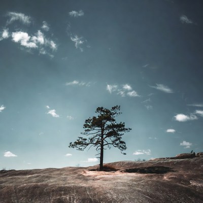 Lone pine tree on rocky hill
