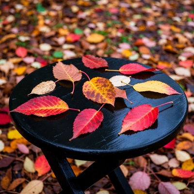Colorful autumn leaves on black stool