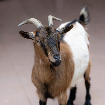 Brown and white goat standing