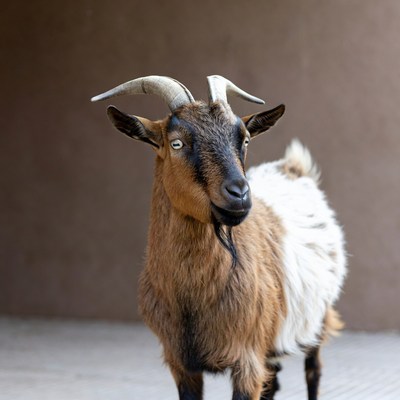 Brown and white goat standing