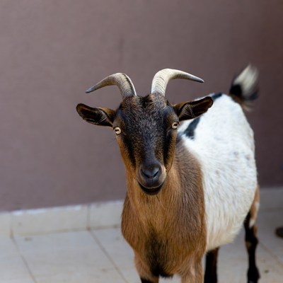 Brown and white goat standing