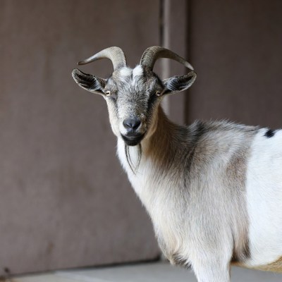Goat standing against brown wall