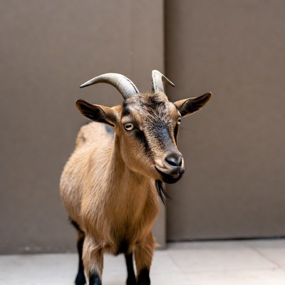 Brown goat standing indoors