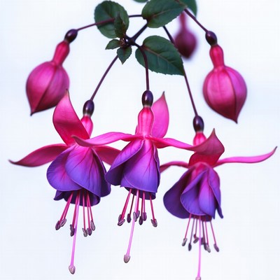 Pink Fuchsia Flowers Hanging