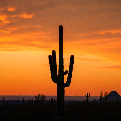 Saguaro Cactus Silhouette at Sunset