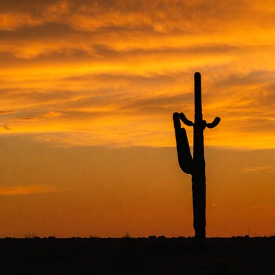 Silhouette cactus at sunset