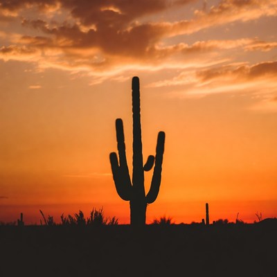 Silhouette cactus sunset desert