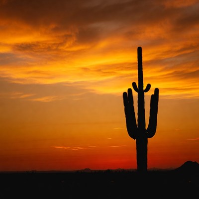 Saguaro Cactus Silhouette at Sunset