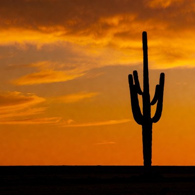 Silhouette cactus sunset desert