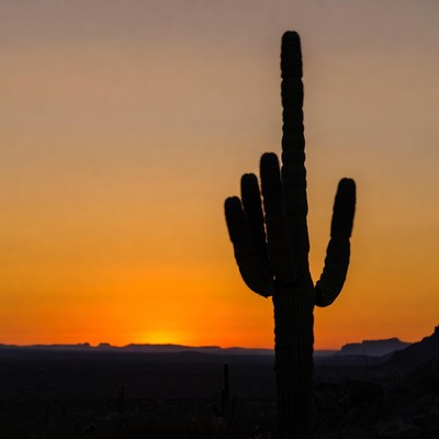 Saguaro Cactus Silhouette at Sunset