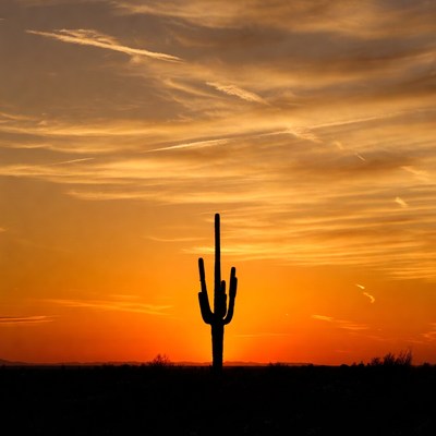 Saguaro Cactus at Sunset