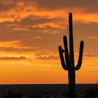 Saguaro Cactus at Sunset