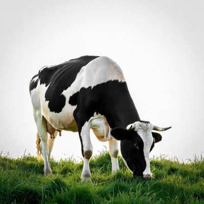 Holstein Cow Grazing on Grass