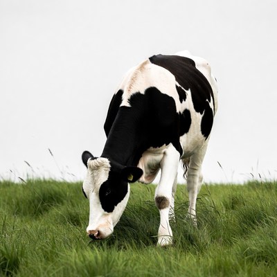 Holstein cow grazing in grass