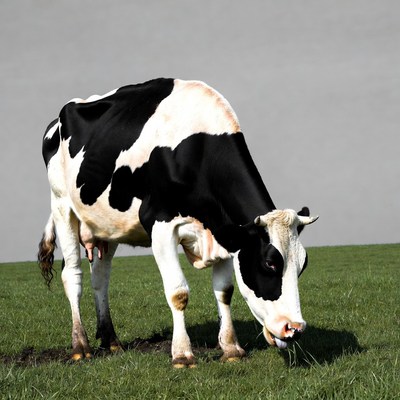 Holstein cow grazing on grass