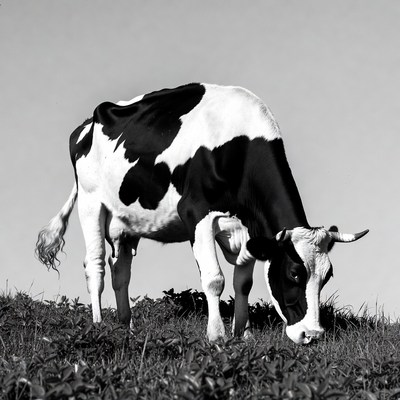 Black and white Holstein cow grazing