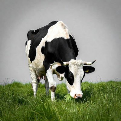 Holstein cow grazing in grass