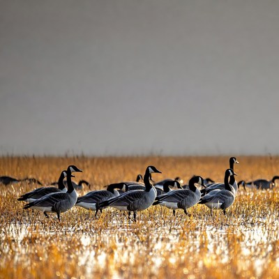 Canada Geese Standing in Golden Field