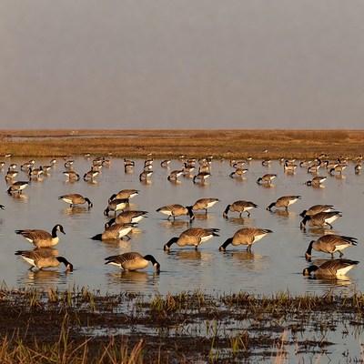 Canada Geese Feeding in Marsh