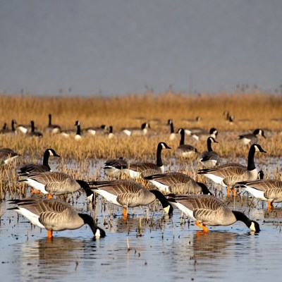 Canada Geese Feeding in Marsh
