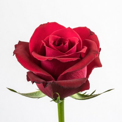 Red Rose on White Background