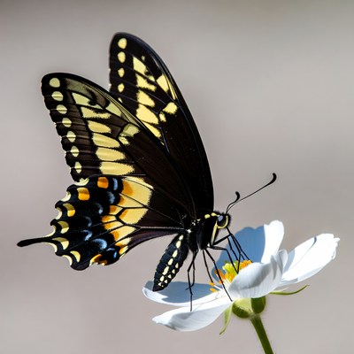 Black Swallowtail Butterfly on White Flower