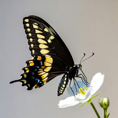 Black Swallowtail Butterfly on White Flower