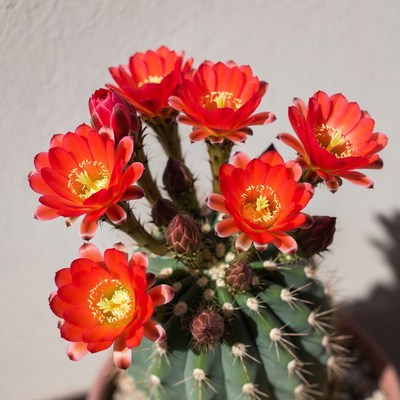 Red Blooming Christmas Cactus
