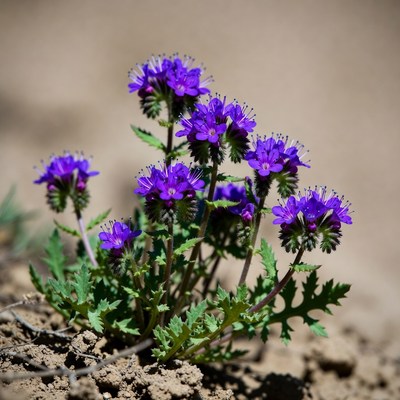 Purple Cluster Flowers on Sandy Ground