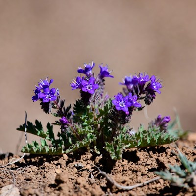 Purple Phacelia Flowers on Sandy Soil