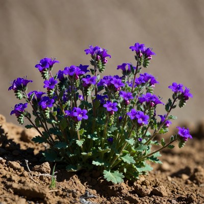 Purple flowers on sandy ground