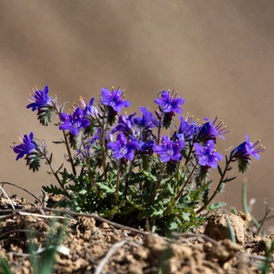 Purple Cluster of Wildflowers