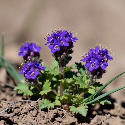 Purple Bunch of Wildflowers