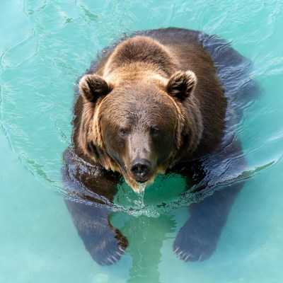 Brown bear swimming in blue water