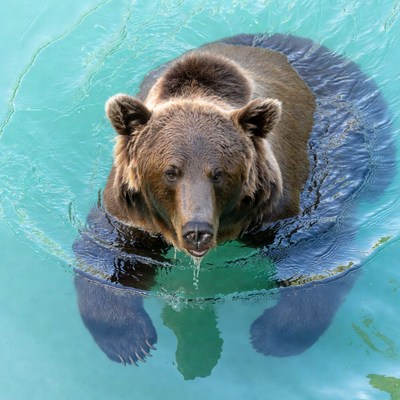 Brown bear swimming in turquoise water