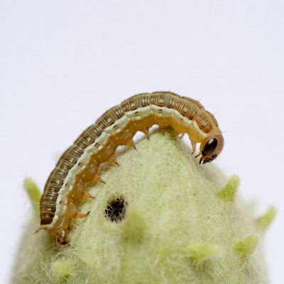 Caterpillar on green spiny leaf