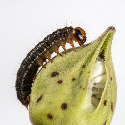 Caterpillar eating green seed pod