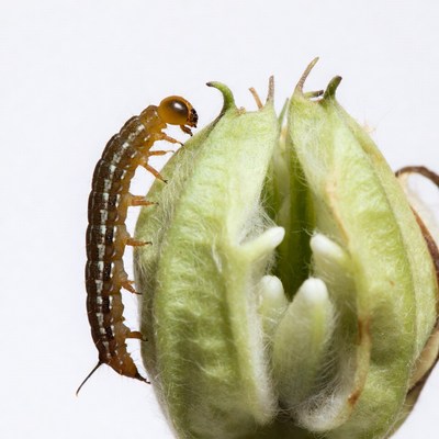 Orange caterpillar on green seed pod